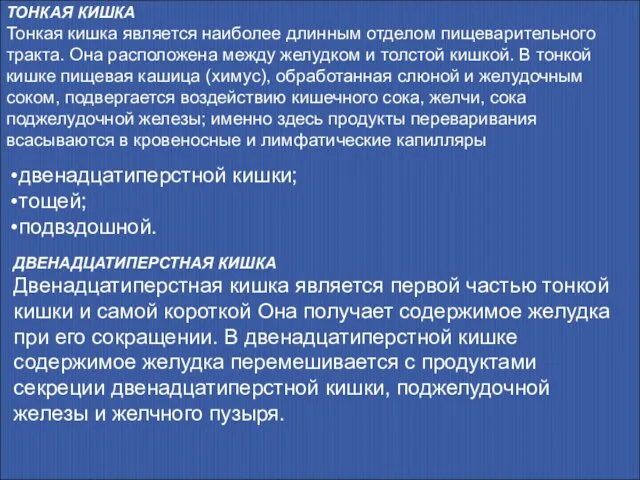 ТОНКАЯ КИШКА Тонкая кишка является наиболее длинным отделом пищеварительного тракта. Она