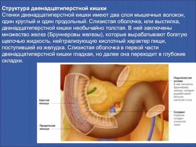 Структура двенадцатиперстной кишки Стенки двенадцатиперстной кишки имеют два слоя мышечных волокон,