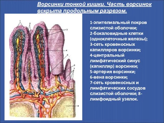 Ворсинки тонкой кишки. Часть ворсинок вскрыта продольным разрезом. 1-эпителиальный покров слизистой