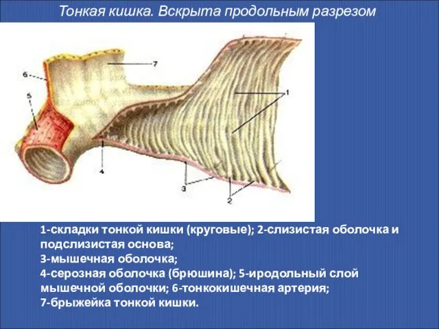 Тонкая кишка. Вскрыта продольным разрезом 1-складки тонкой кишки (круговые); 2-слизистая оболочка