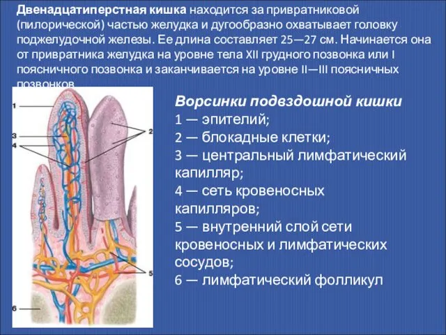 Двенадцатиперстная кишка находится за привратниковой (пилорической) частью желудка и дугообразно охватывает