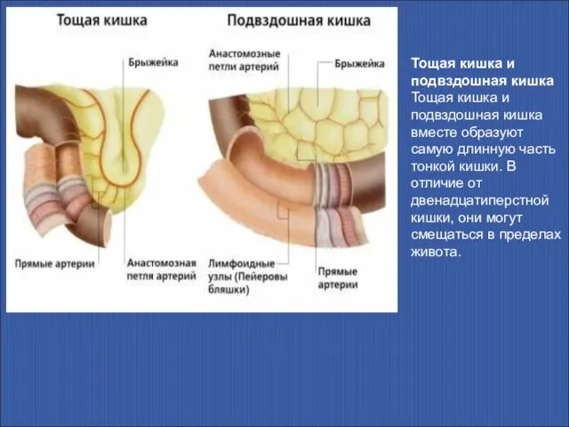 Тощая кишка и подвздошная кишка Тощая кишка и подвздошная кишка вместе