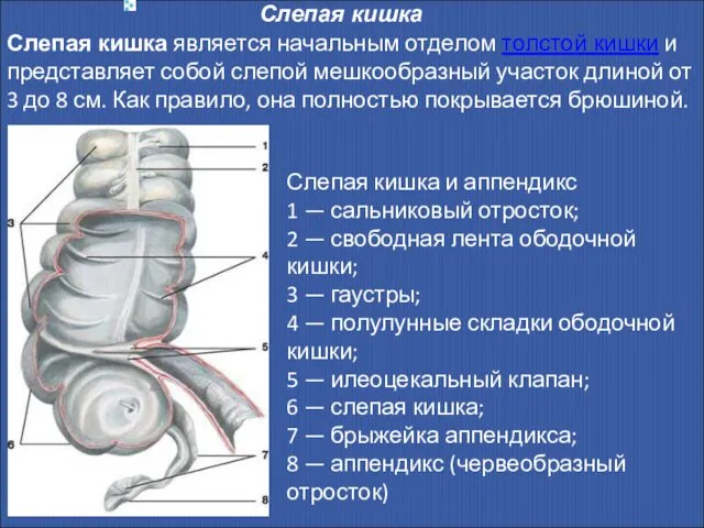 Слепая кишка Слепая кишка является начальным отделом толстой кишки и представляет