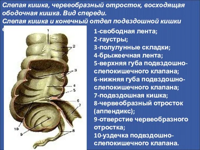 Слепая кишка, червеобразный отросток, восходящая ободочная кишка. Вид спереди. Слепая кишка