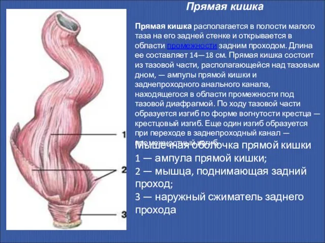 Прямая кишка Прямая кишка располагается в полости малого таза на его