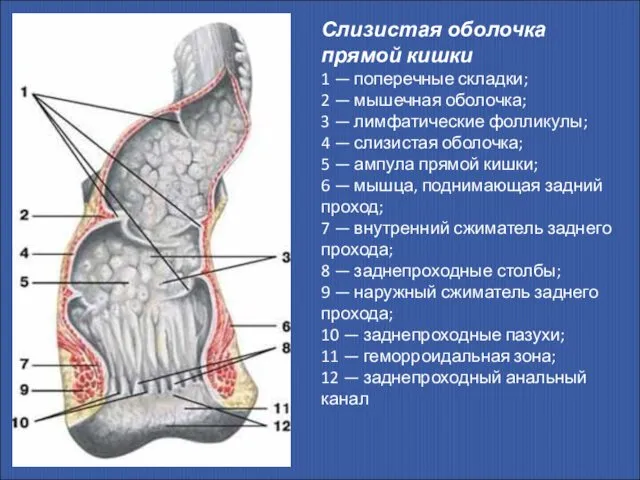 Слизистая оболочка прямой кишки 1 — поперечные складки; 2 — мышечная