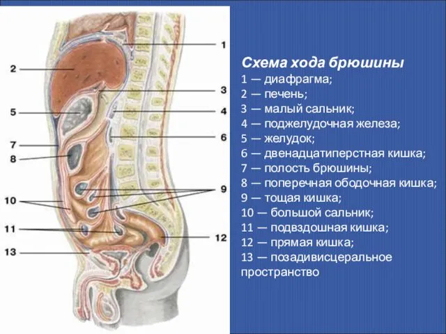 Схема хода брюшины 1 — диафрагма; 2 — печень; 3 —