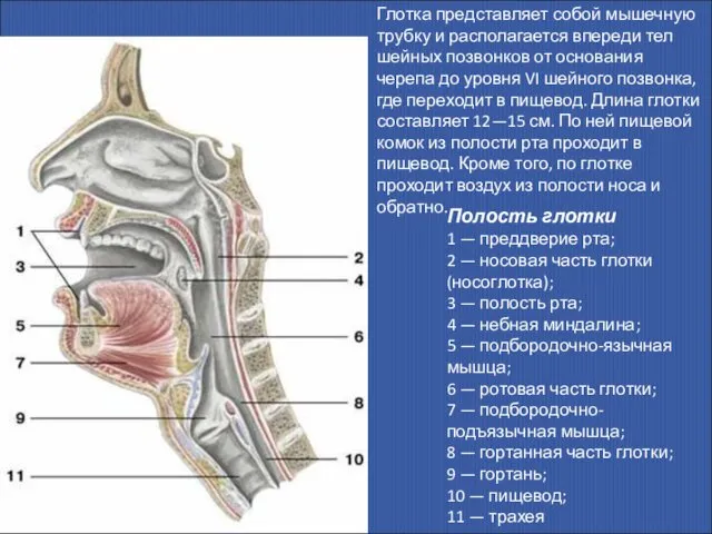 Глотка представляет собой мышечную трубку и располагается впереди тел шейных позвонков