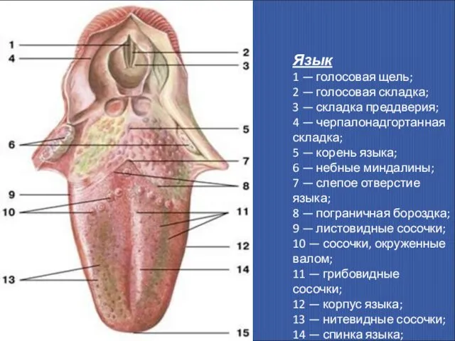 Язык 1 — голосовая щель; 2 — голосовая складка; 3 —