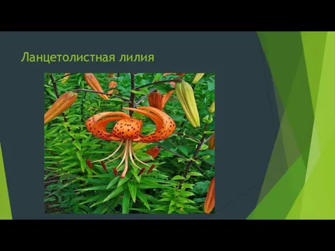 Ланцетолистная лилия