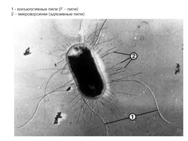 1 - конъюгативные пили (F – пили) 2 – микроворсинки (адгезивные пили)