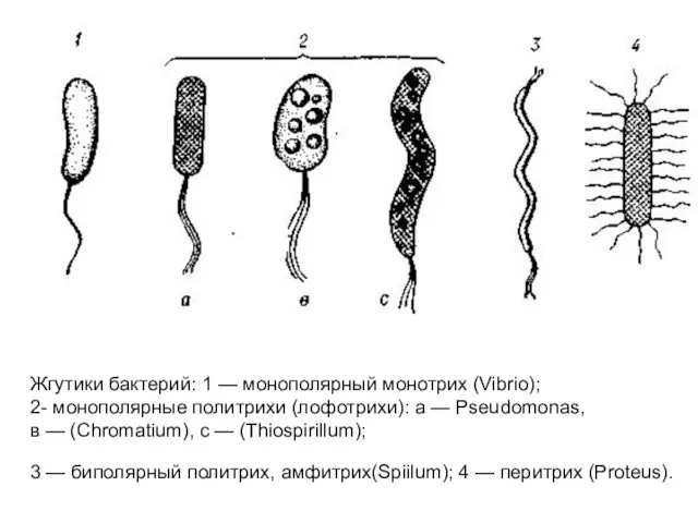 Жгутики бактерий: 1 — монополярный монотрих (Vibrio); 2- монополярные политрихи (лофотрихи):