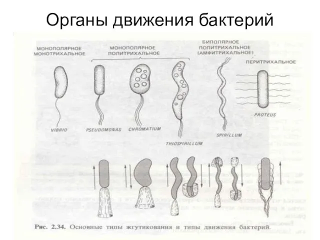 Органы движения бактерий