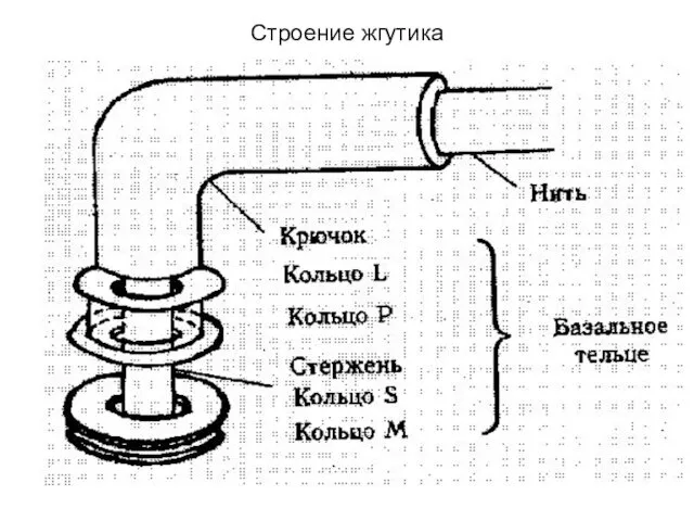 Строение жгутика