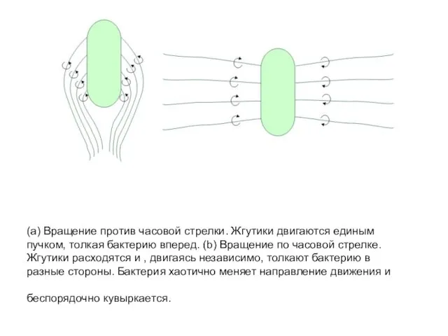 (а) Вращение против часовой стрелки. Жгутики двигаются единым пучком, толкая бактерию