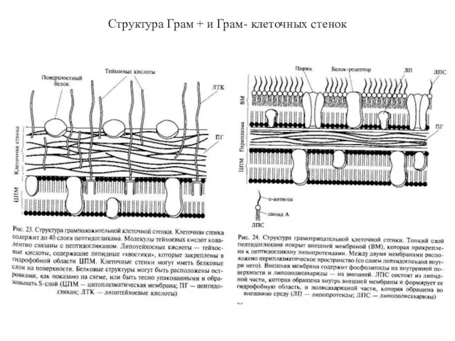 Структура Грам + и Грам- клеточных стенок