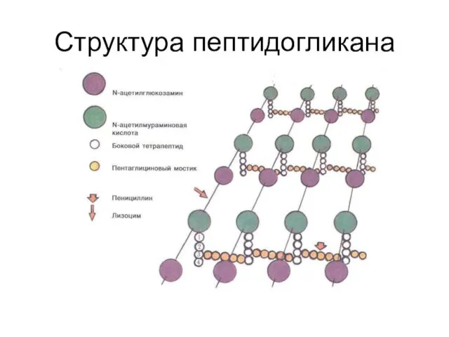 Структура пептидогликана