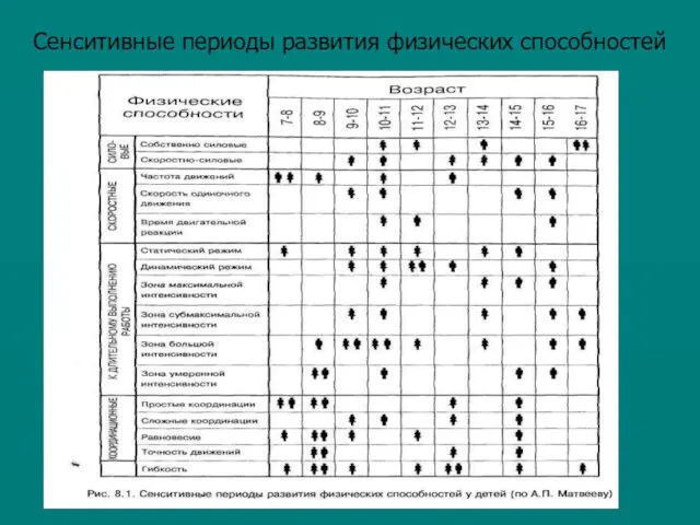 Сенситивные периоды развития физических способностей