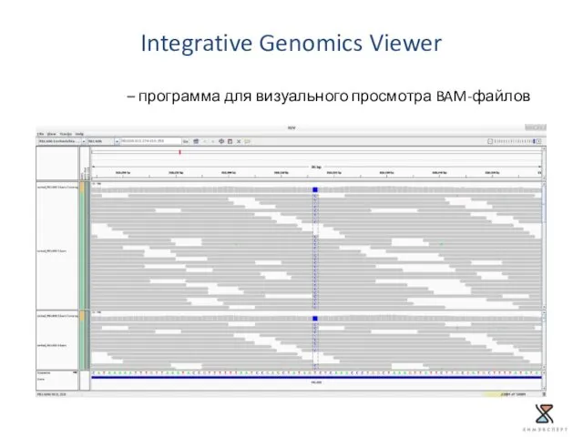 Integrative Genomics Viewer – программа для визуального просмотра BAM-файлов