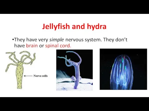 Jellyfish and hydra They have very simple nervous system. They don’t have brain or spinal cord.