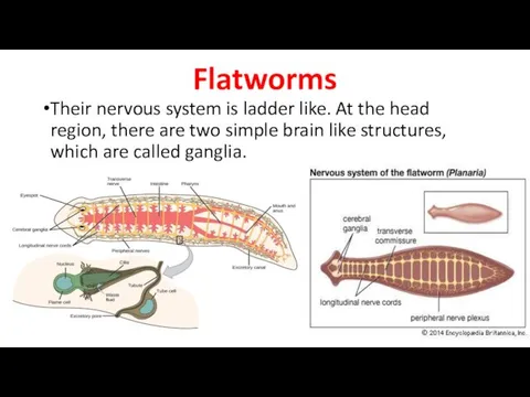 Flatworms Their nervous system is ladder like. At the head region,