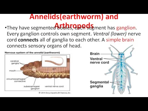 Annelids(earthworm) and Arthropods They have segmented bodies, each segment has ganglion.