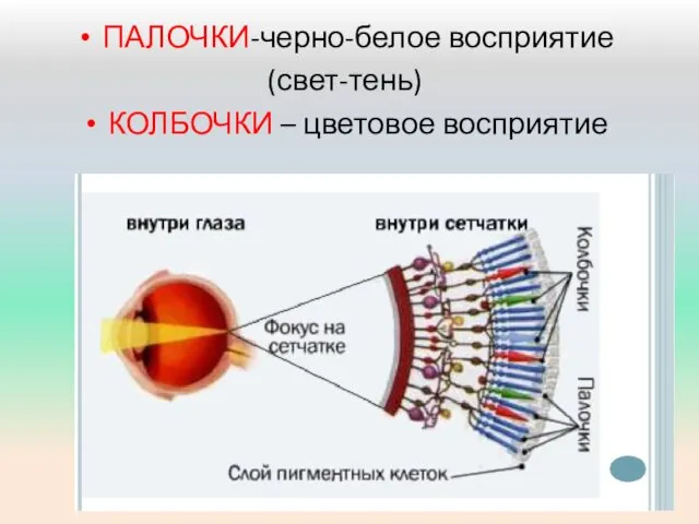 ПАЛОЧКИ-черно-белое восприятие (свет-тень) КОЛБОЧКИ – цветовое восприятие