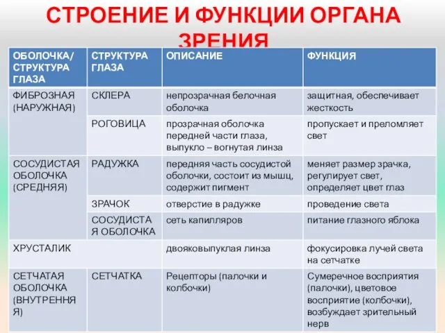 СТРОЕНИЕ И ФУНКЦИИ ОРГАНА ЗРЕНИЯ