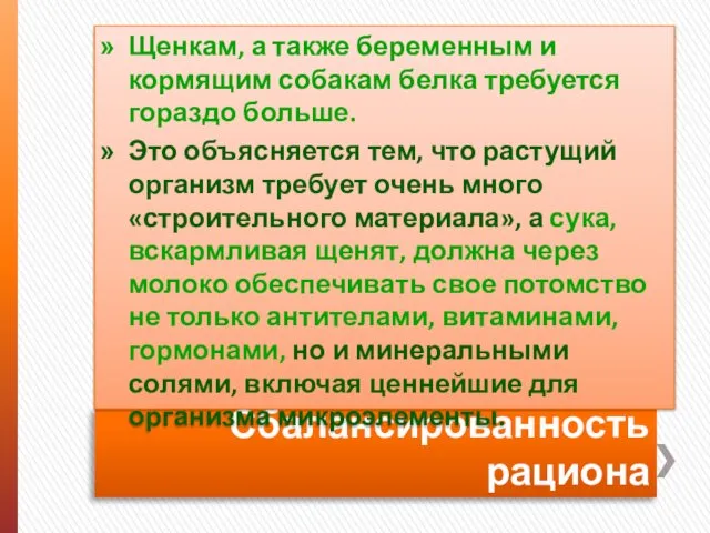 Сбалансированность рациона Щенкам, а также беременным и кормящим собакам белка требуется