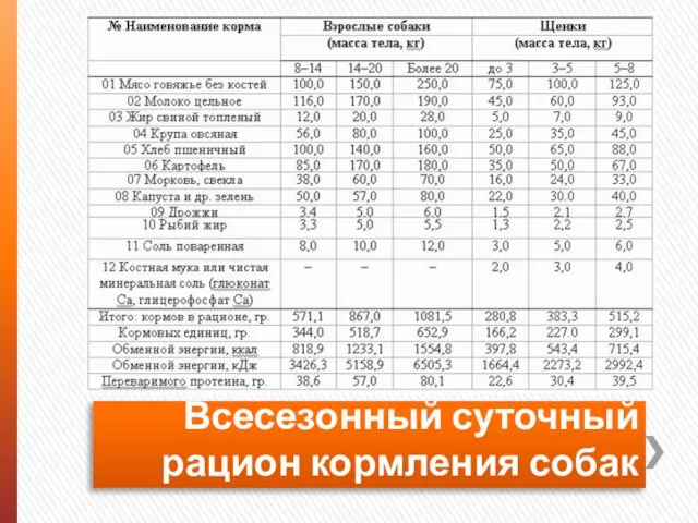 Всесезонный суточный рацион кормления собак