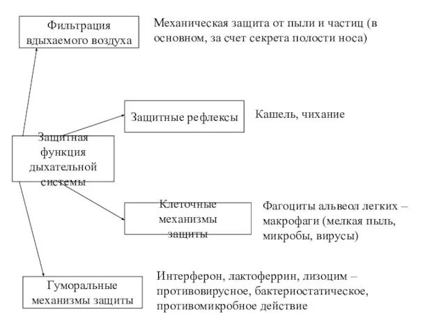 Защитная функция дыхательной системы Фильтрация вдыхаемого воздуха Механическая защита от пыли