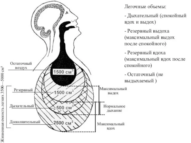 Легочные объемы: - Дыхательный (спокойный вдох и выдох) - Резервный выдоха