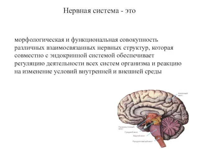 Нервная система - это морфологическая и функциональная совокупность различных взаимосвязанных нервных