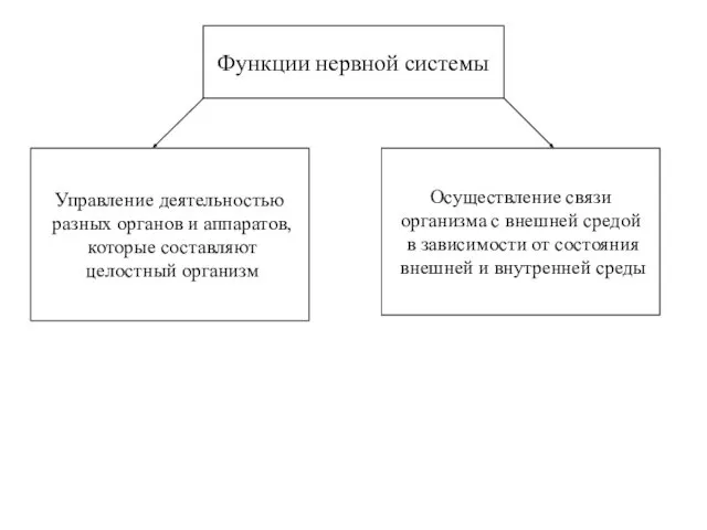 Функции нервной системы Управление деятельностью разных органов и аппаратов, которые составляют