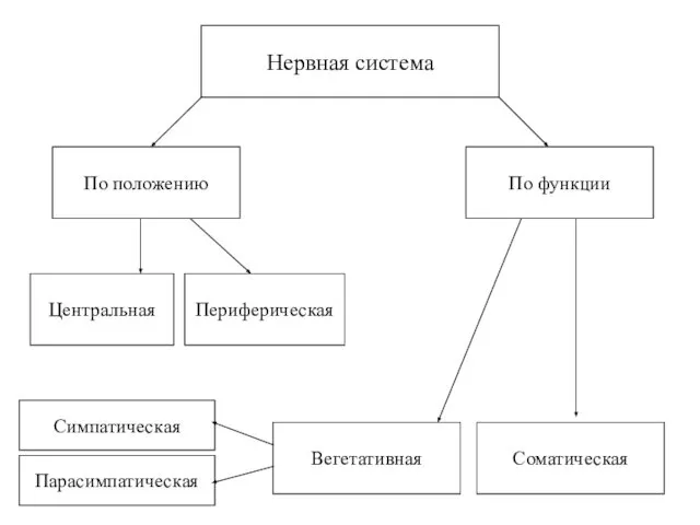 Нервная система Центральная Периферическая По положению По функции Вегетативная Соматическая Симпатическая Парасимпатическая