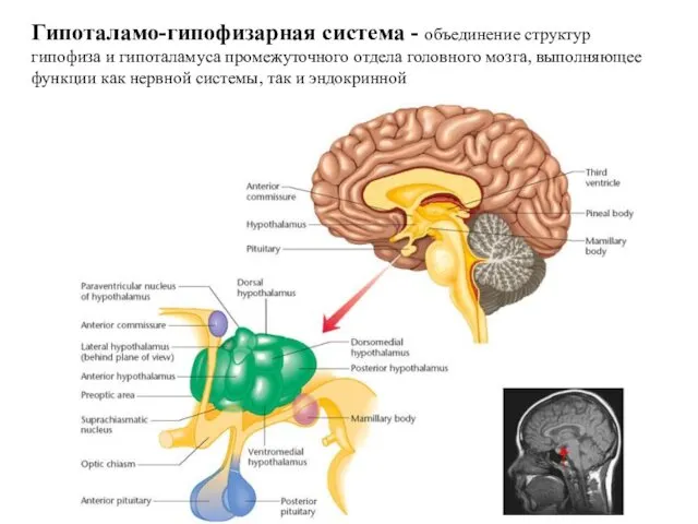 Гипоталамо-гипофизарная система - объединение структур гипофиза и гипоталамуса промежуточного отдела головного