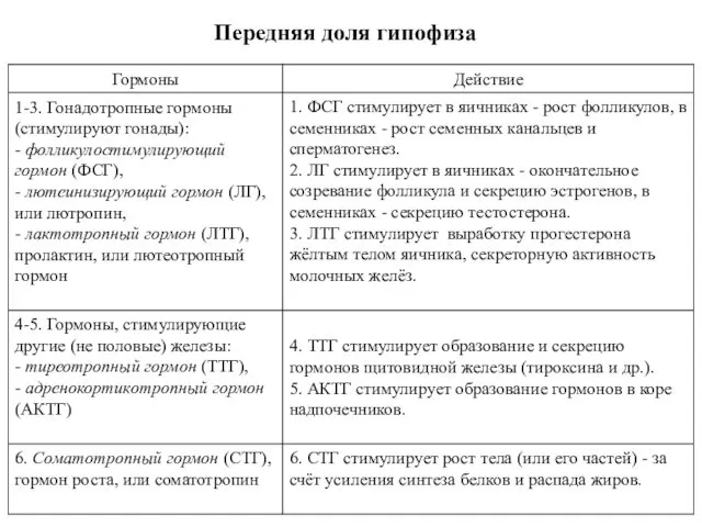 Передняя доля гипофиза