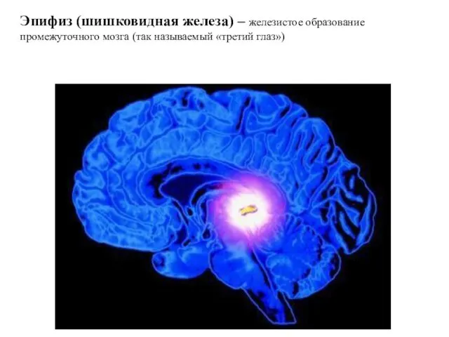 Эпифиз (шишковидная железа) – железистое образование промежуточного мозга (так называемый «третий глаз»)