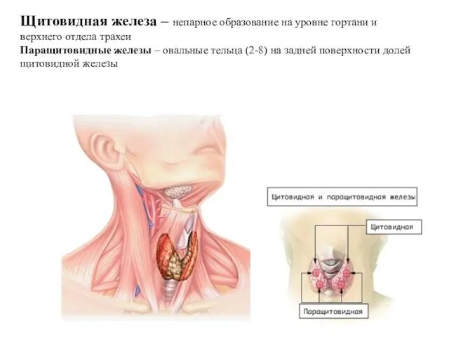 Щитовидная железа – непарное образование на уровне гортани и верхнего отдела