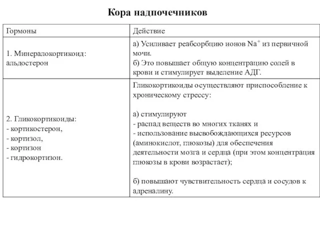 Кора надпочечников