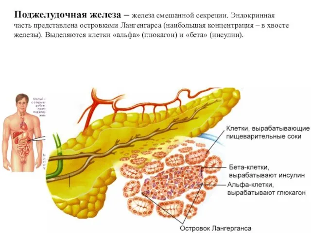 Поджелудочная железа – железа смешанной секреции. Эндокринная часть представлена островками Лангенгарса