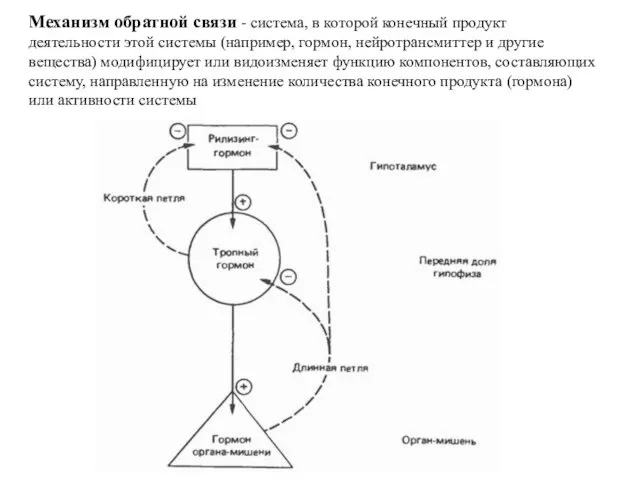 Механизм обратной связи - система, в которой конечный продукт деятельности этой