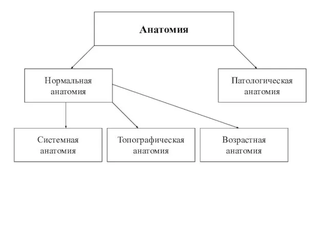 Анатомия Системная анатомия Топографическая анатомия Возрастная анатомия Нормальная анатомия Патологическая анатомия