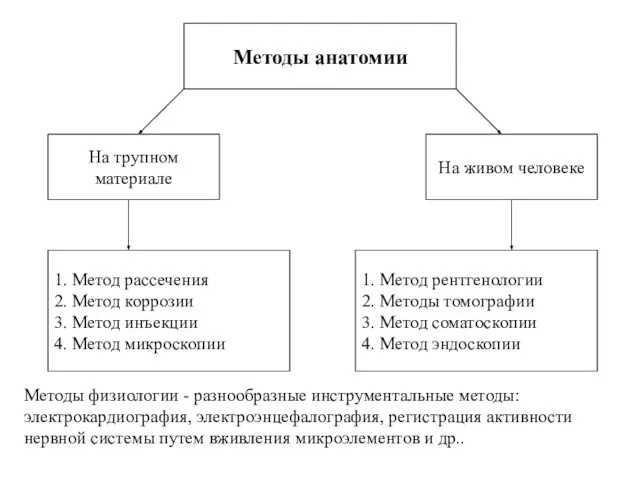 Методы анатомии 1. Метод рассечения 2. Метод коррозии 3. Метод инъекции