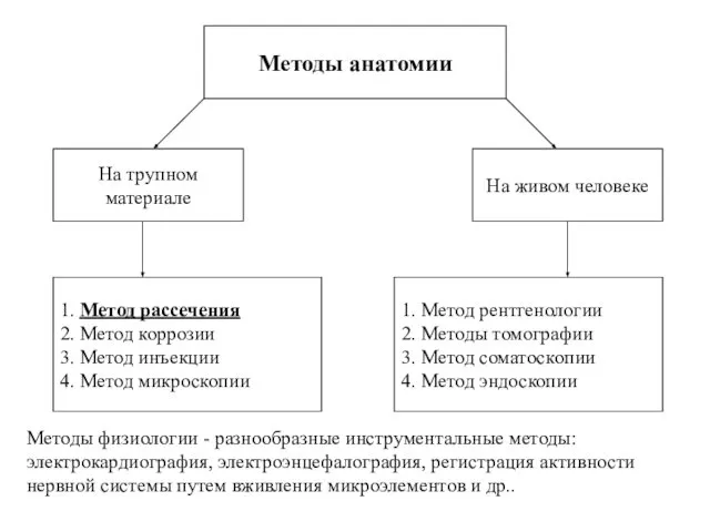 Методы анатомии 1. Метод рассечения 2. Метод коррозии 3. Метод инъекции