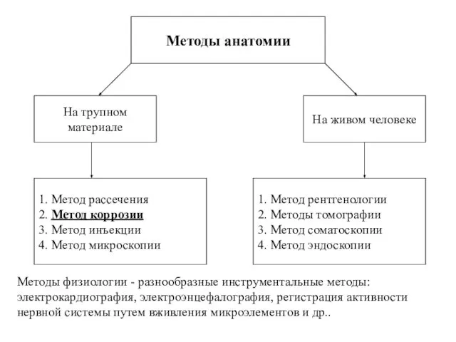 Методы анатомии 1. Метод рассечения 2. Метод коррозии 3. Метод инъекции