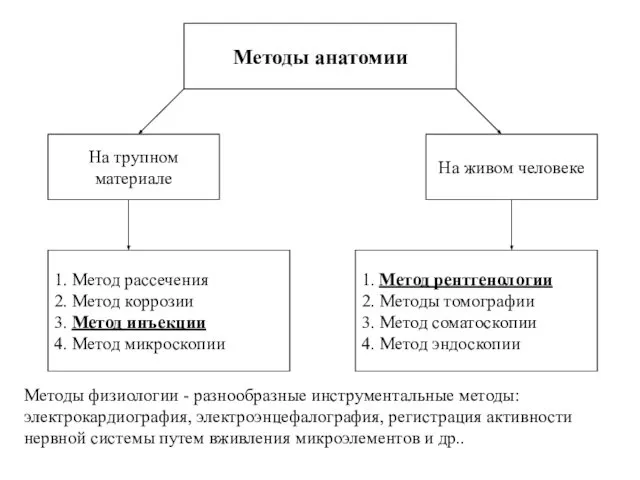 Методы анатомии 1. Метод рассечения 2. Метод коррозии 3. Метод инъекции