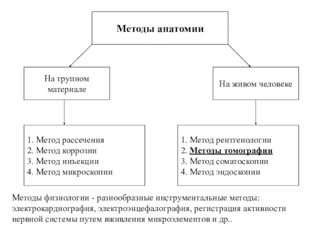 Методы анатомии 1. Метод рассечения 2. Метод коррозии 3. Метод инъекции