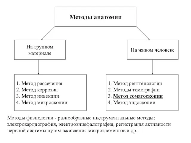 Методы анатомии 1. Метод рассечения 2. Метод коррозии 3. Метод инъекции