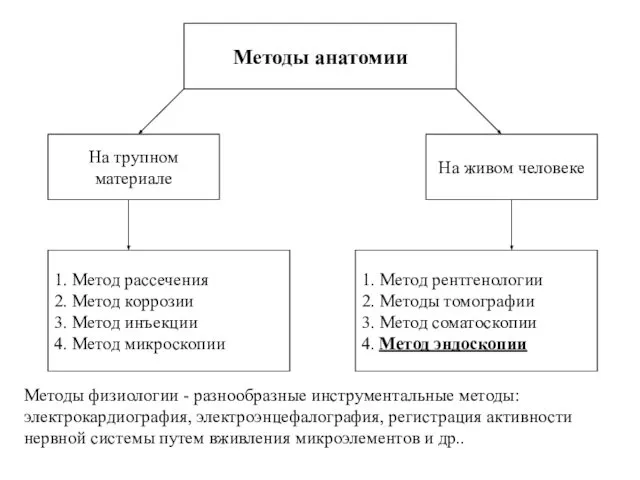 Методы анатомии 1. Метод рассечения 2. Метод коррозии 3. Метод инъекции